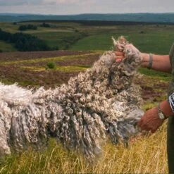 Hope Felted Wool Rug 10 Hope Felted Wool Rug -Home Luxury Store Piglet in Bed Cross Hope Felted Wool Rug Leicester Longwool 3