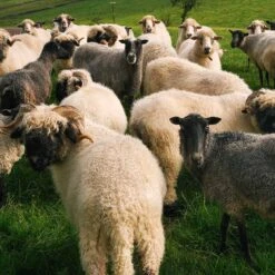 Saunton Felted Wool Rug 7 Saunton Felted Wool Rug -Home Luxury Store Piglet in Bed Felted Wool Rugs 1 b75ba8fd ff4a 4eeb 915d cc10462443ad