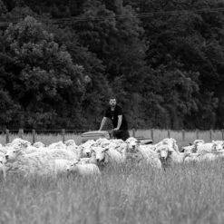 Cortelferry Pocket Sprung Wool And Cotton Mattress 13 Cortelferry Pocket Sprung Wool And Cotton Mattress -Home Luxury Store Piglet in Bed Hypnos Cotton Mattress 4